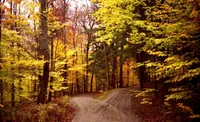img of Miedo y Caminos Bifurcados 
